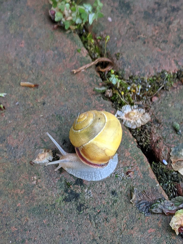 snail